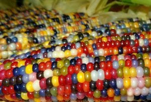 Coloured kernels of corn on a cob